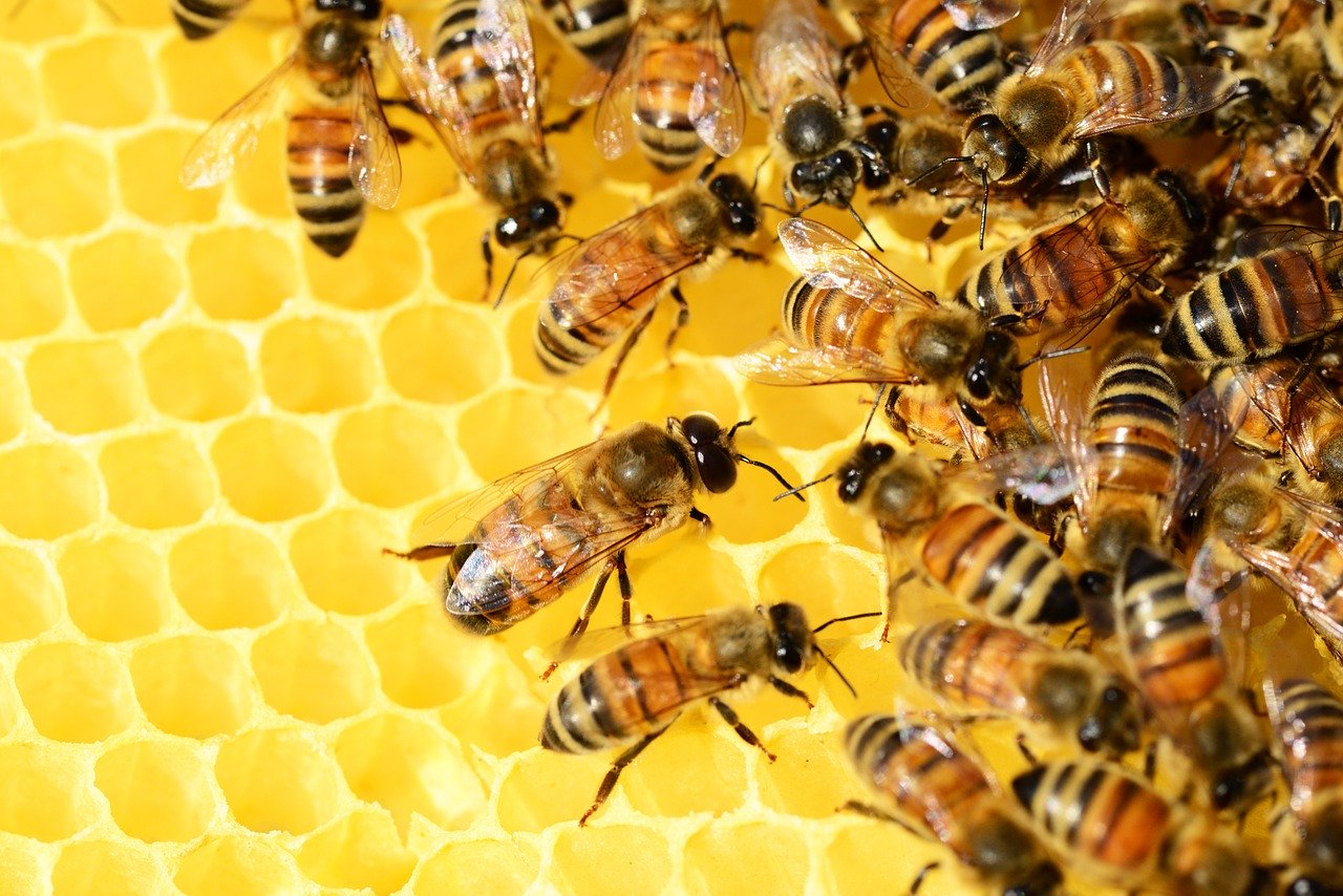Testato per voi: il polline biologico dell'Apicoltura Nucci